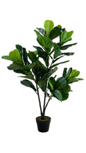 Cargar imagen en el visor de la galería, FICUS PANDURATA

