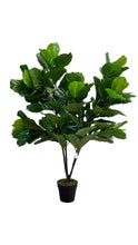 Cargar imagen en el visor de la galería, FICUS PANDURATA
