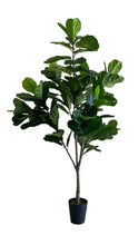 Cargar imagen en el visor de la galería, FICUS PANDURATA

