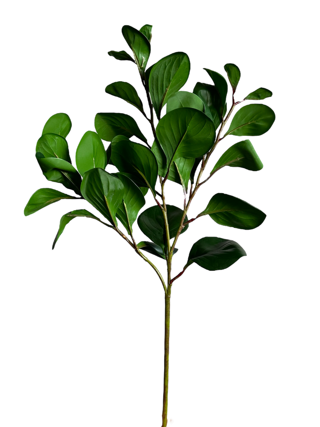 VARA PEPEROMIA VERDE 66 CM