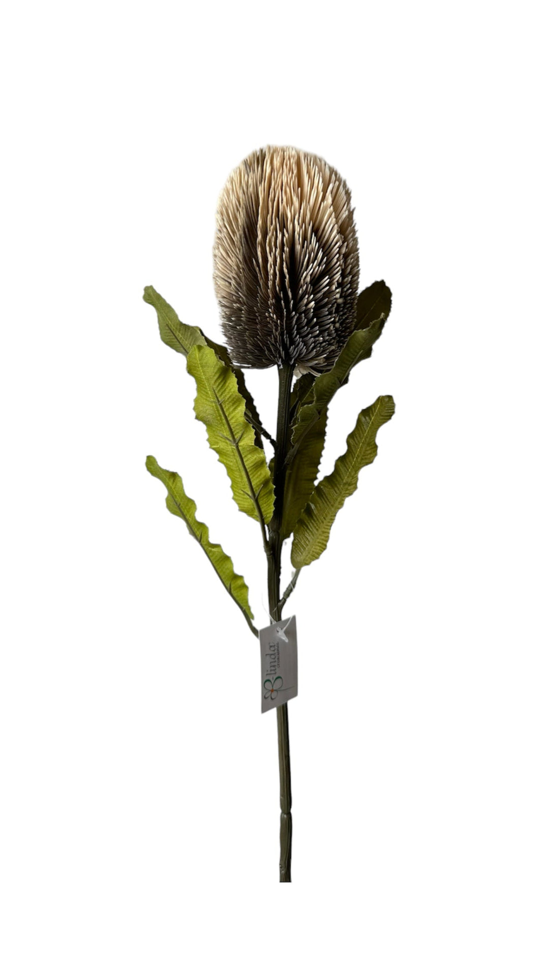 BANKSIA SECA