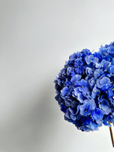 Cargar imagen en el visor de la galería, HORTENCIA PRIMAVERA AZUL FUERTE
