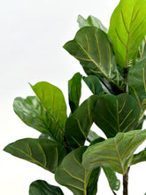 Cargar imagen en el visor de la galería, FICUS PANDURATA

