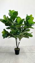 Cargar imagen en el visor de la galería, FICUS PANDURATA
