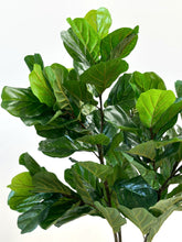 Cargar imagen en el visor de la galería, FICUS PANDURATA
