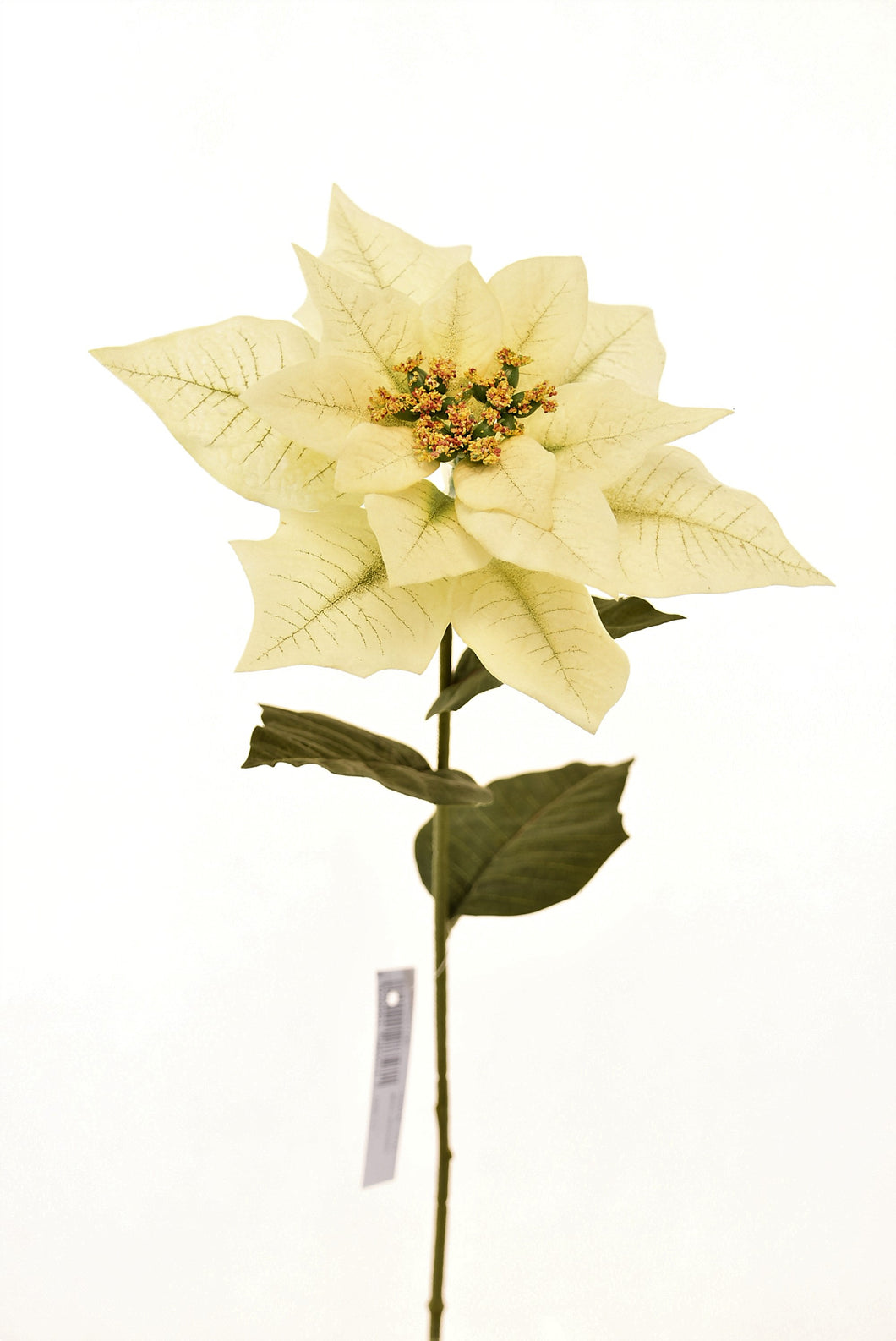 NOCHEBUENA BLANCA 75 CM