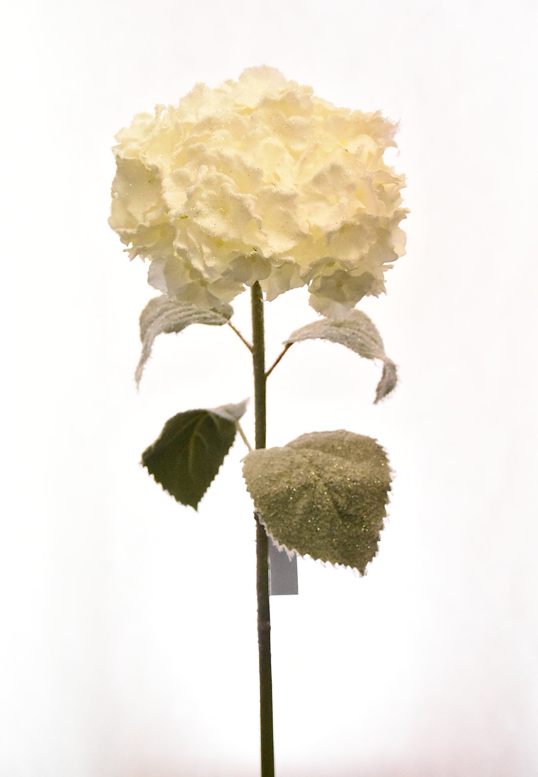 HORTENSIA NEVADA BLANCA