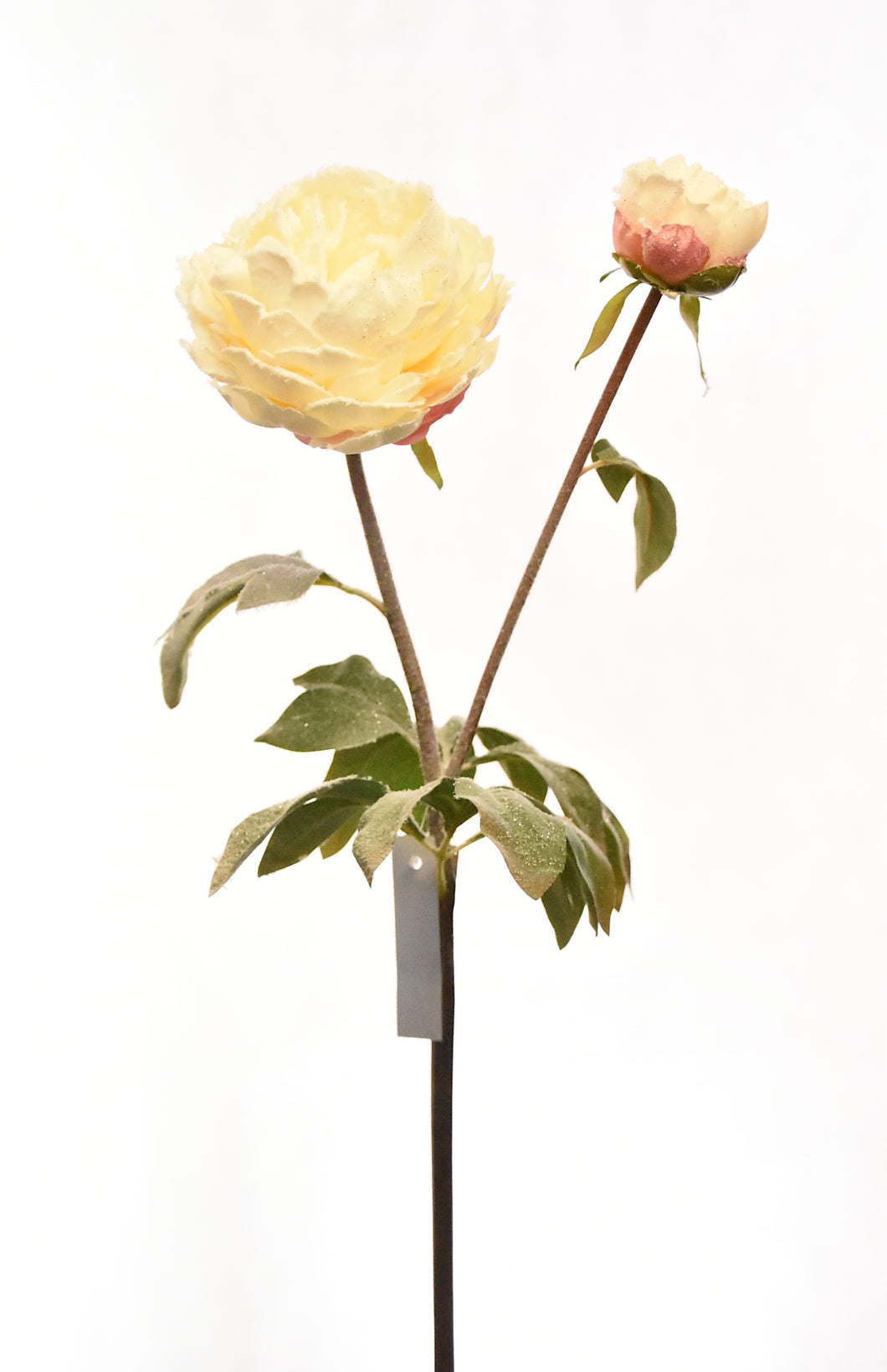 PEONIA NEVADA BLANCA