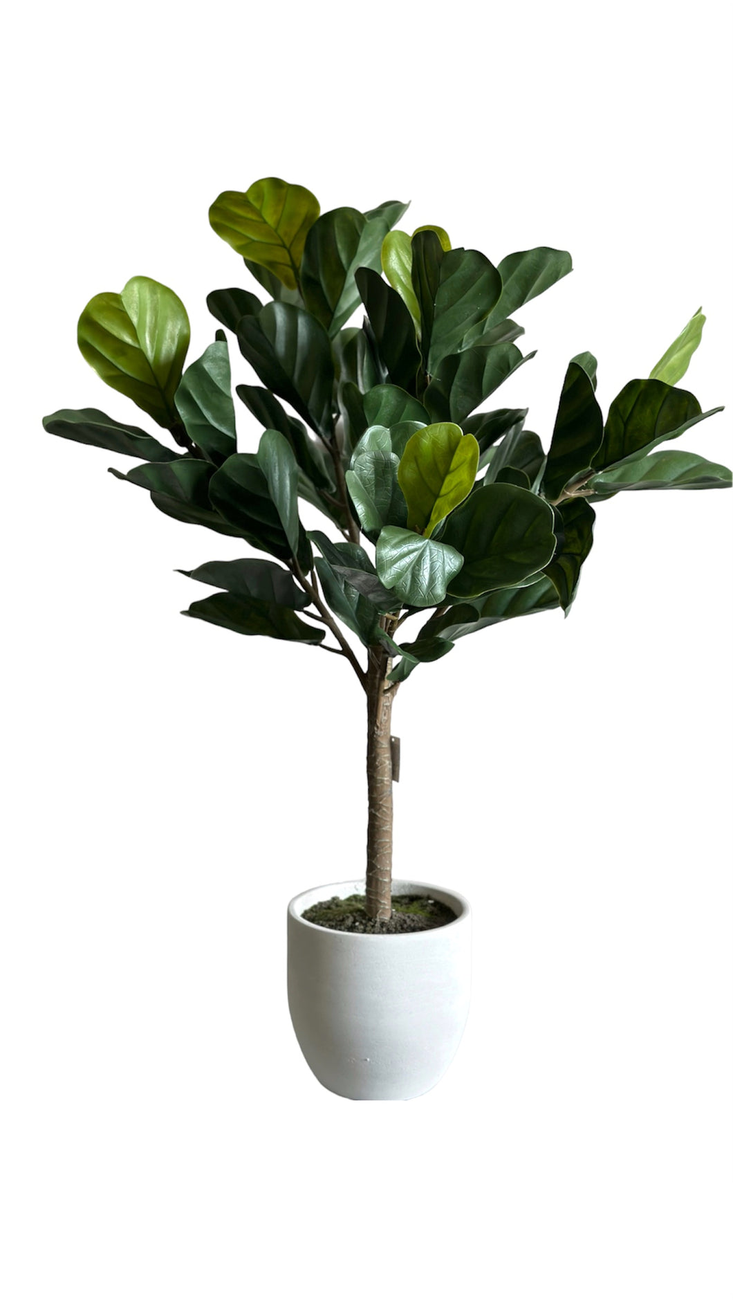 PANDURATA 100 CM
