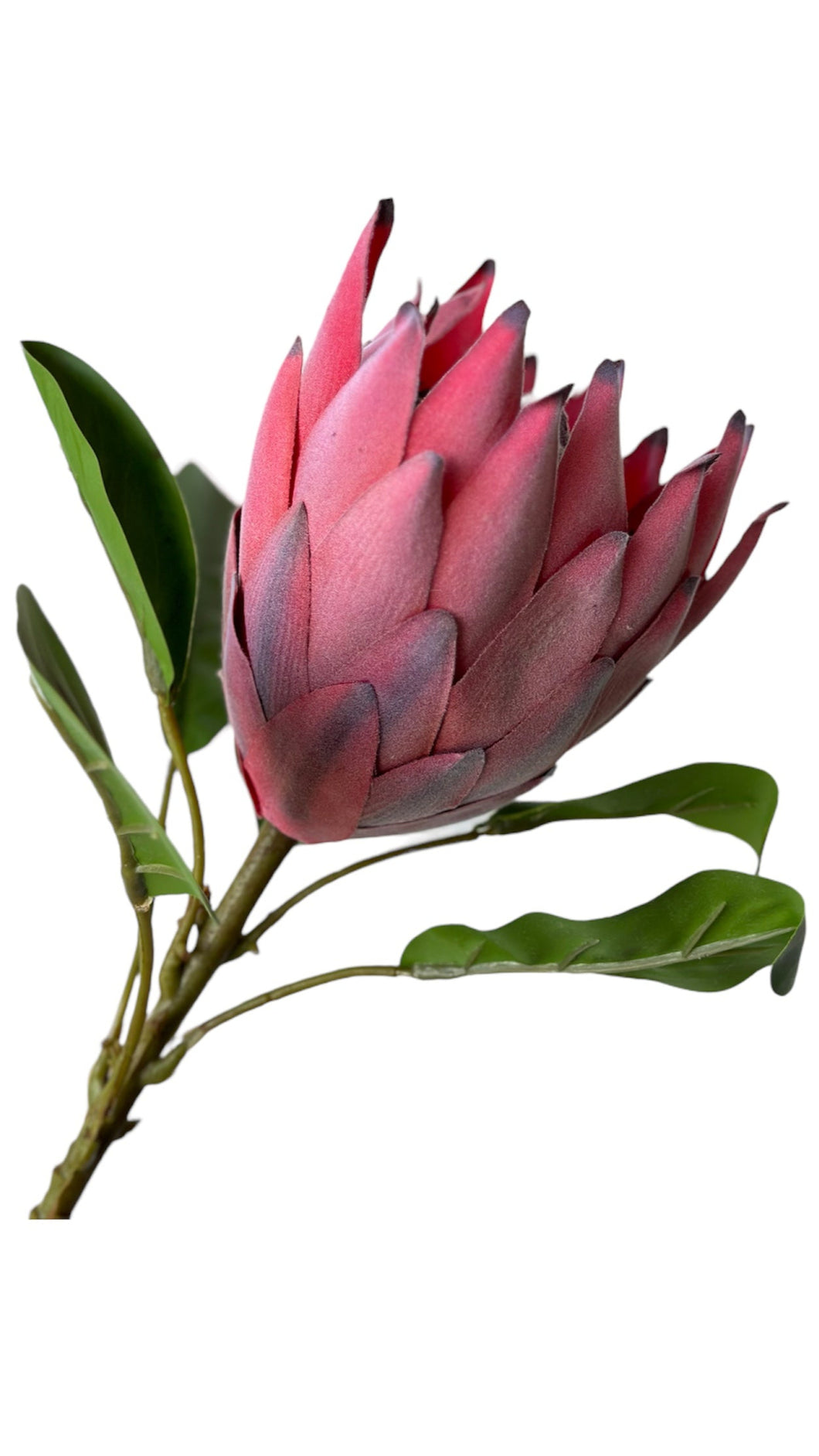 PROTEA REY ROJA
