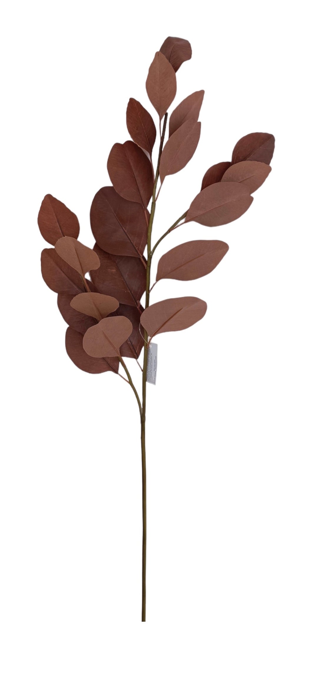 HOJA EUCALIPTO UVA