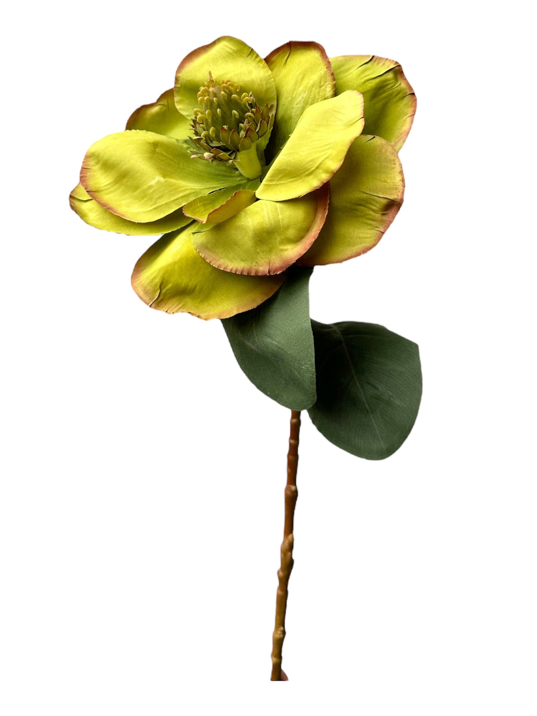 MAGNOLIA MEDIANA VERDE Y HOJAS