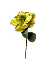 Cargar imagen en el visor de la galería, MAGNOLIA MEDIANA VERDE Y HOJAS

