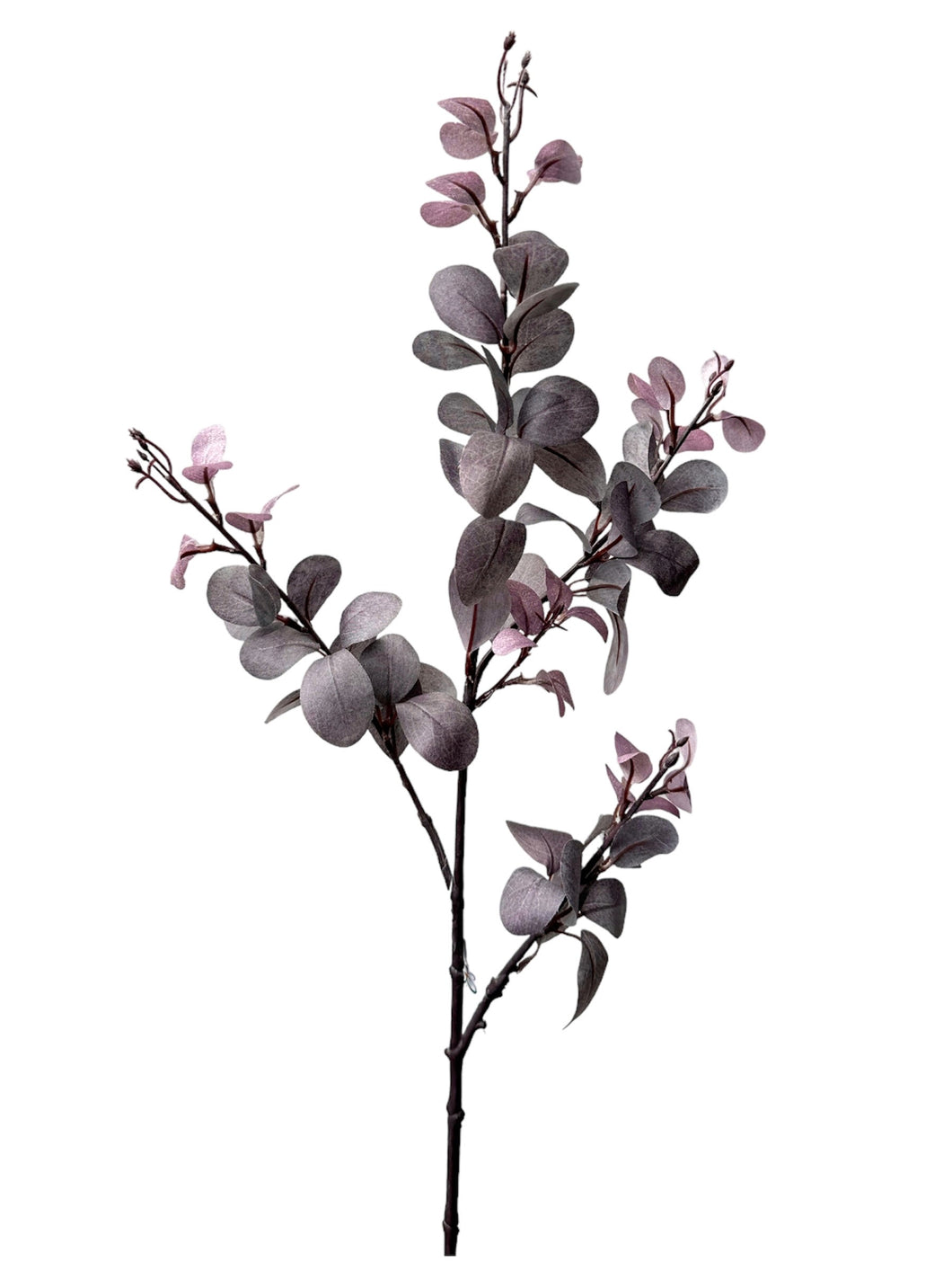 RAMA DOLAR BERDOLAGA MORADO