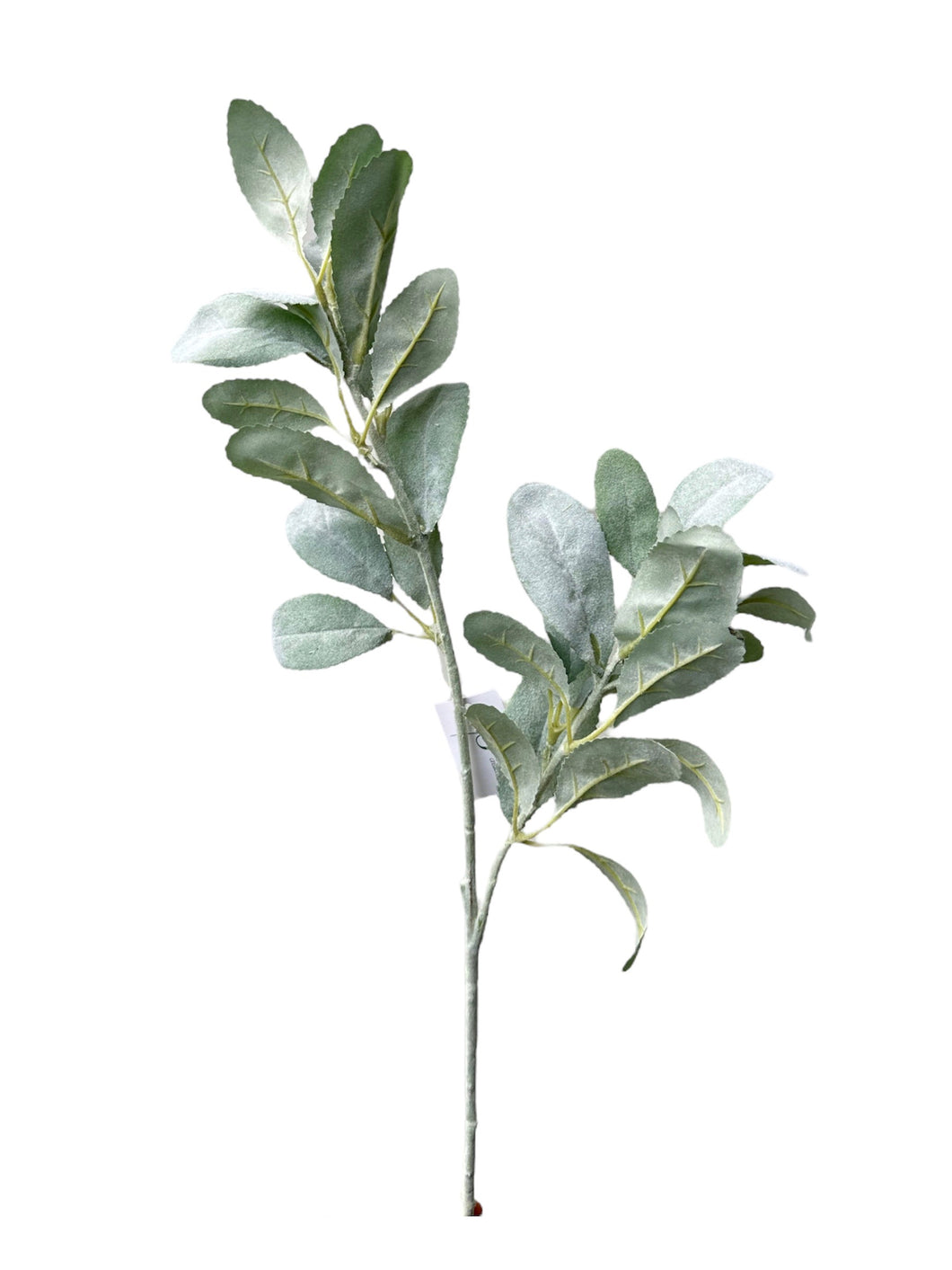 OREJA DE CORDERO VERDE 68 CM