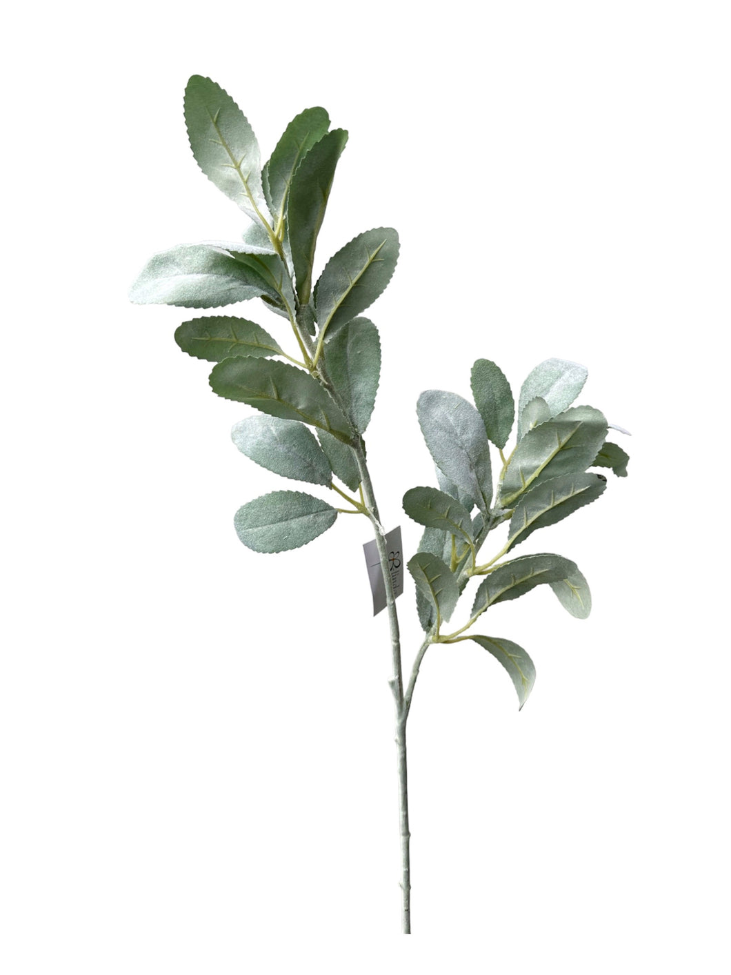 OREJA DE CORDERO VERDE 68 CM