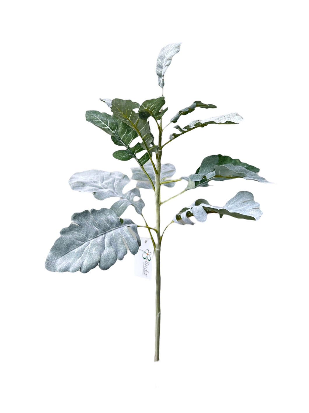 CINERARIA VERDE 50 CM