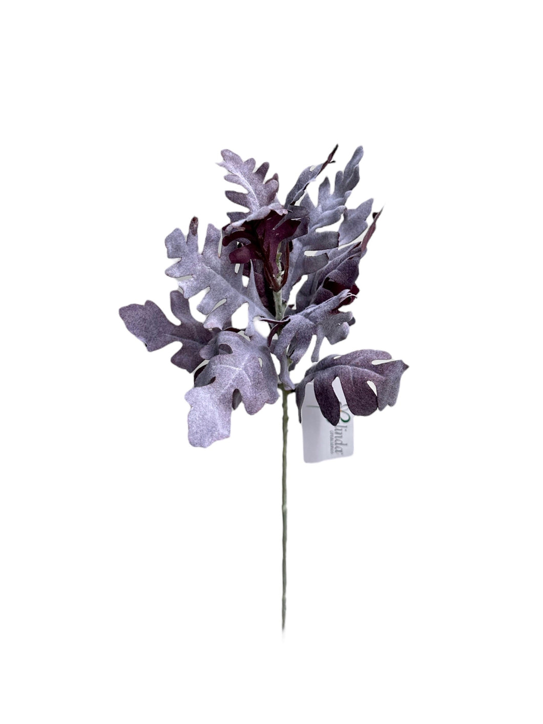 CINERARIA UVA 44 CM
