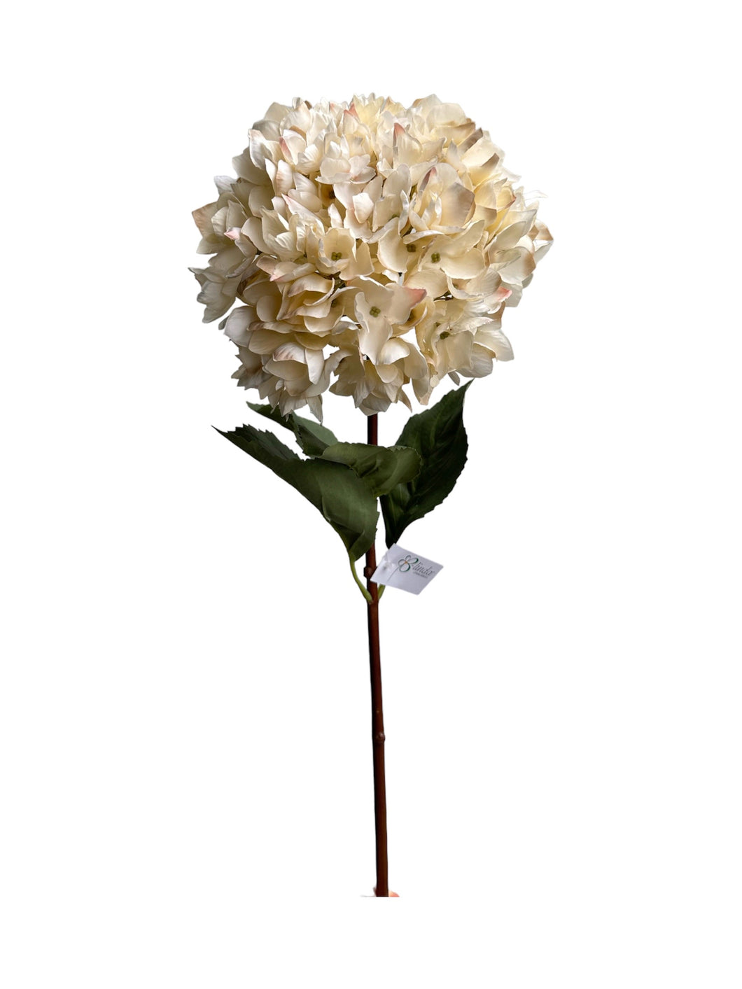 HORTENCIA GRANDE BLANCA