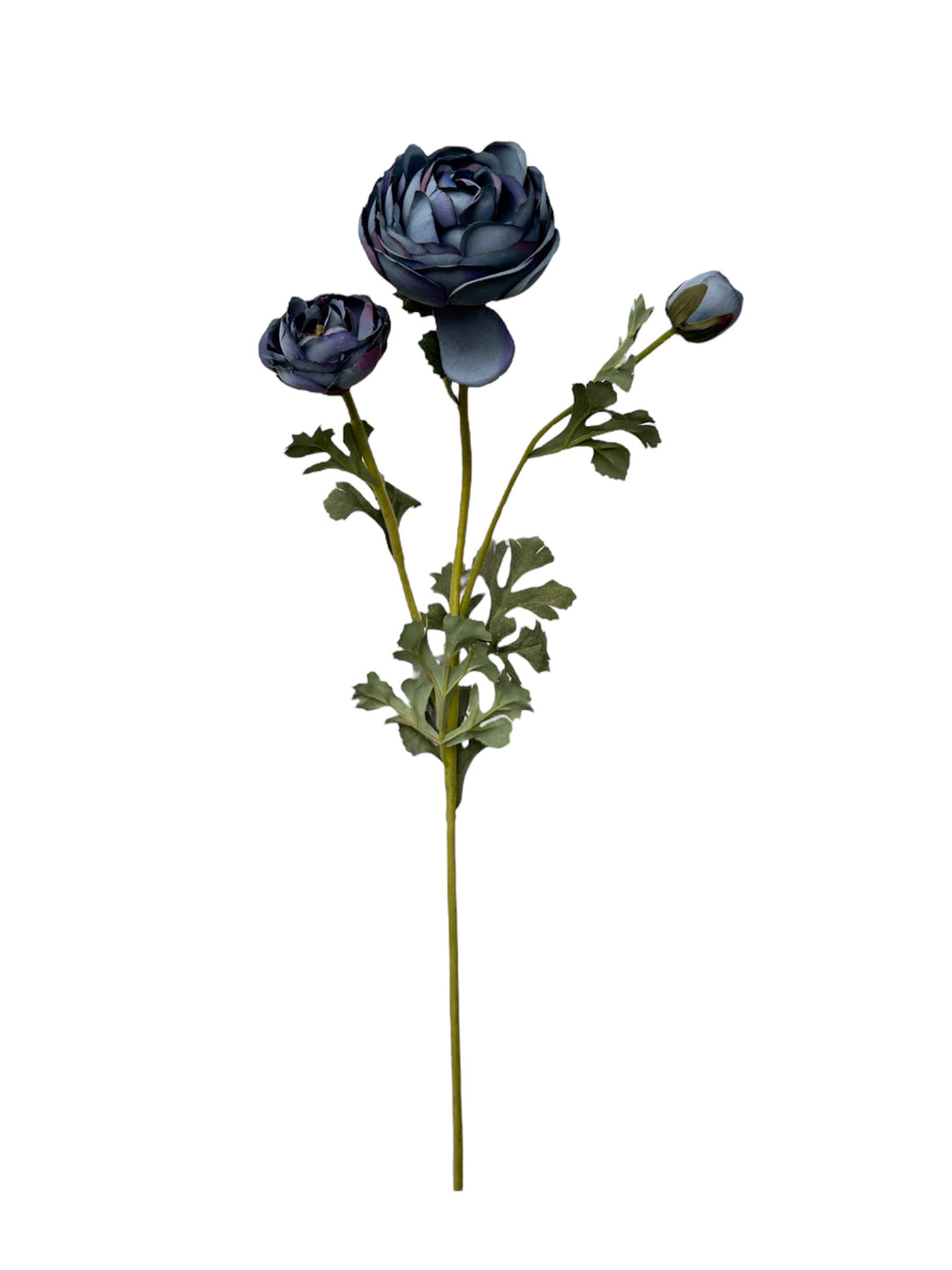 RANUCULUS AZUL