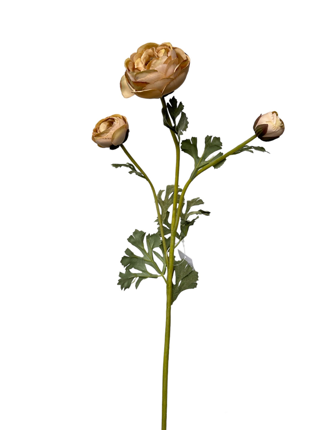 RANUCULUS CREMA