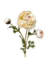 Cargar imagen en el visor de la galería, RANUNCULUS BLANCA
