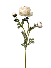 Cargar imagen en el visor de la galería, RANUNCULUS BLANCA
