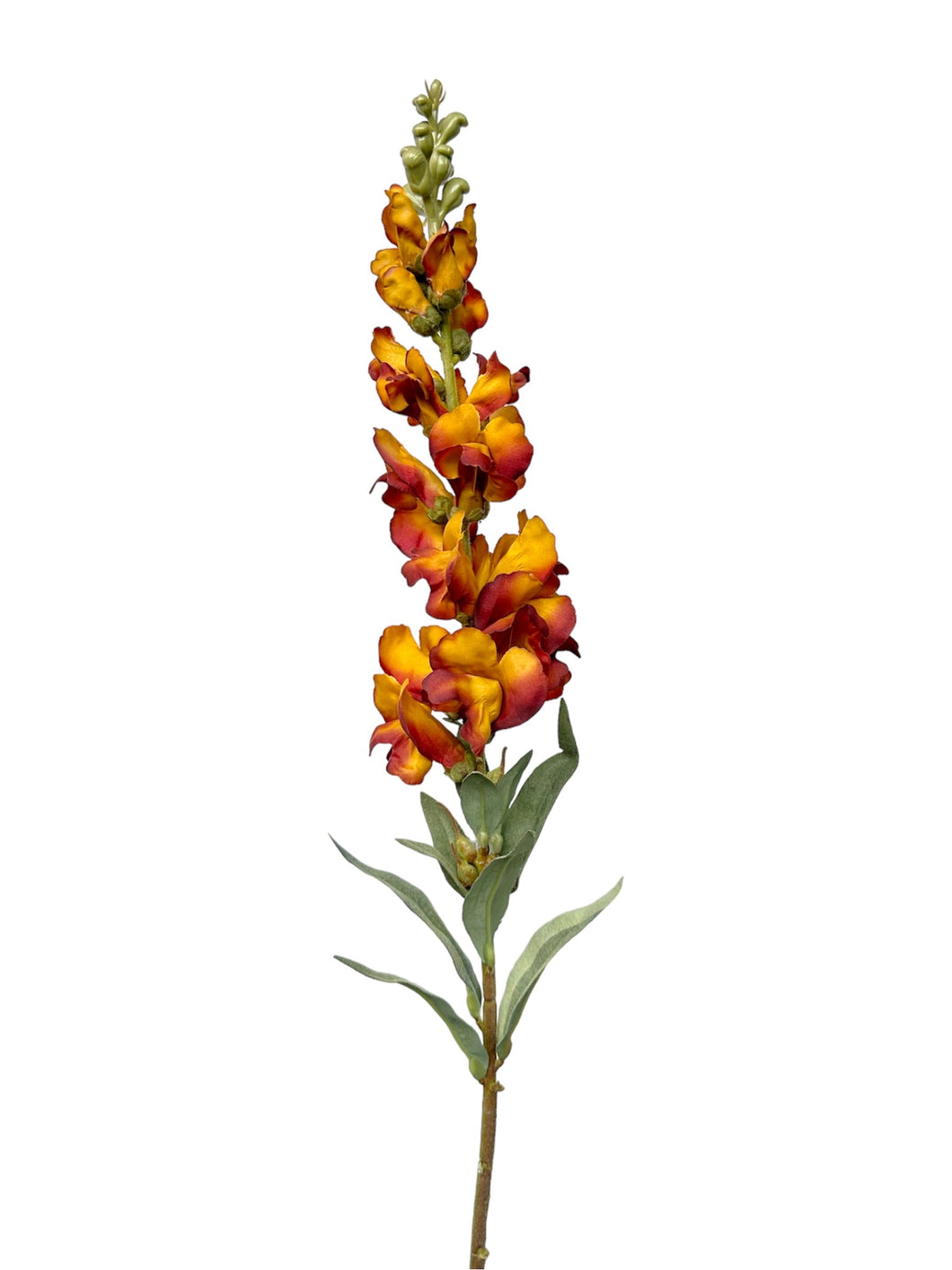 FLOR BOCA DE DRAGON CAFÉ