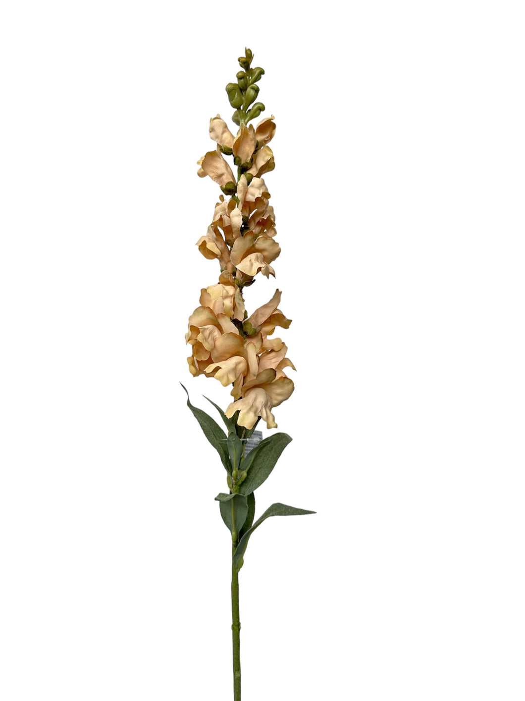 FLOR BOCA DE DRAGON CREMA