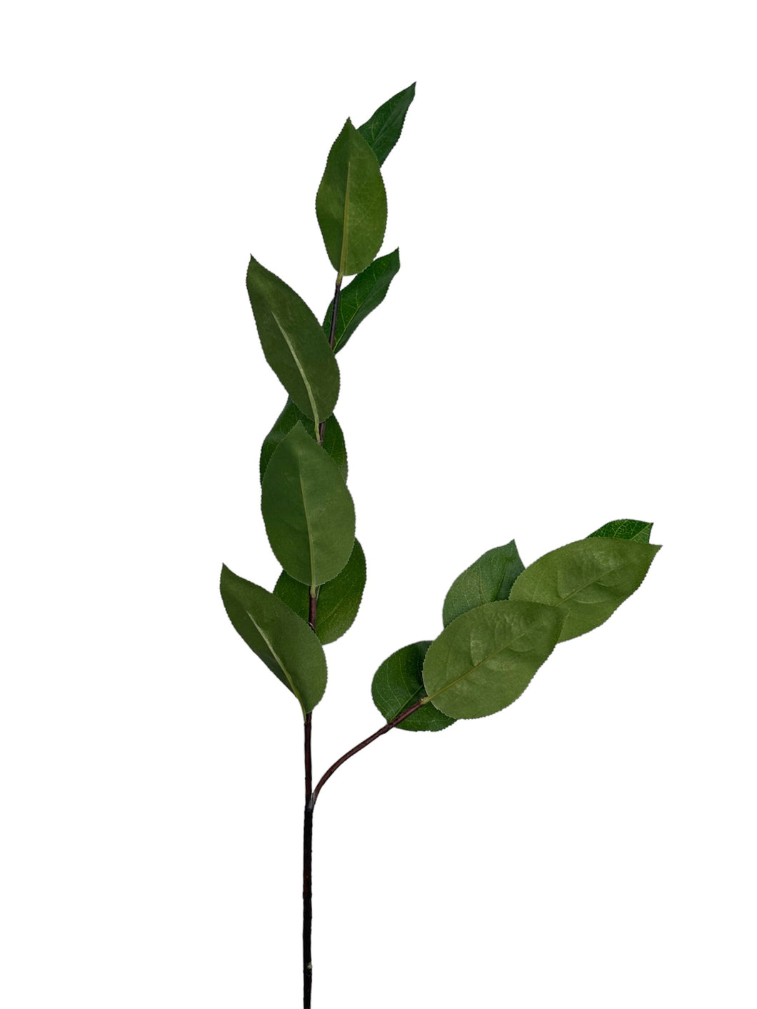 HOJA DE MANZANA VERDE