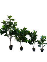 Cargar imagen en el visor de la galería, FICUS PANDURATA
