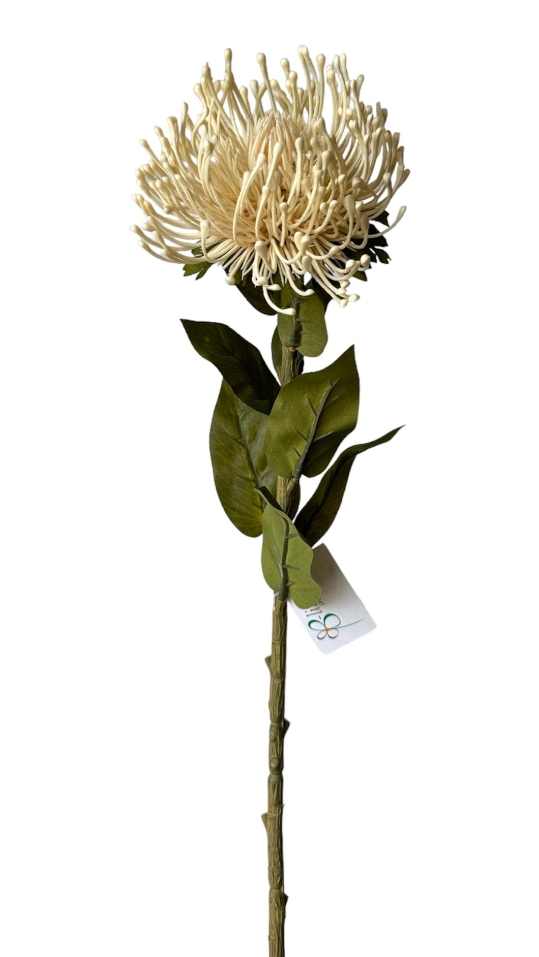 SPRAY PROTEA CREMA