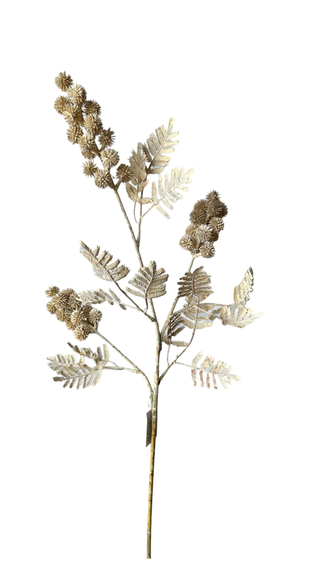 TALLO CORAL SECO CREMA