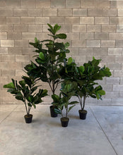Cargar imagen en el visor de la galería, FICUS PANDURATA
