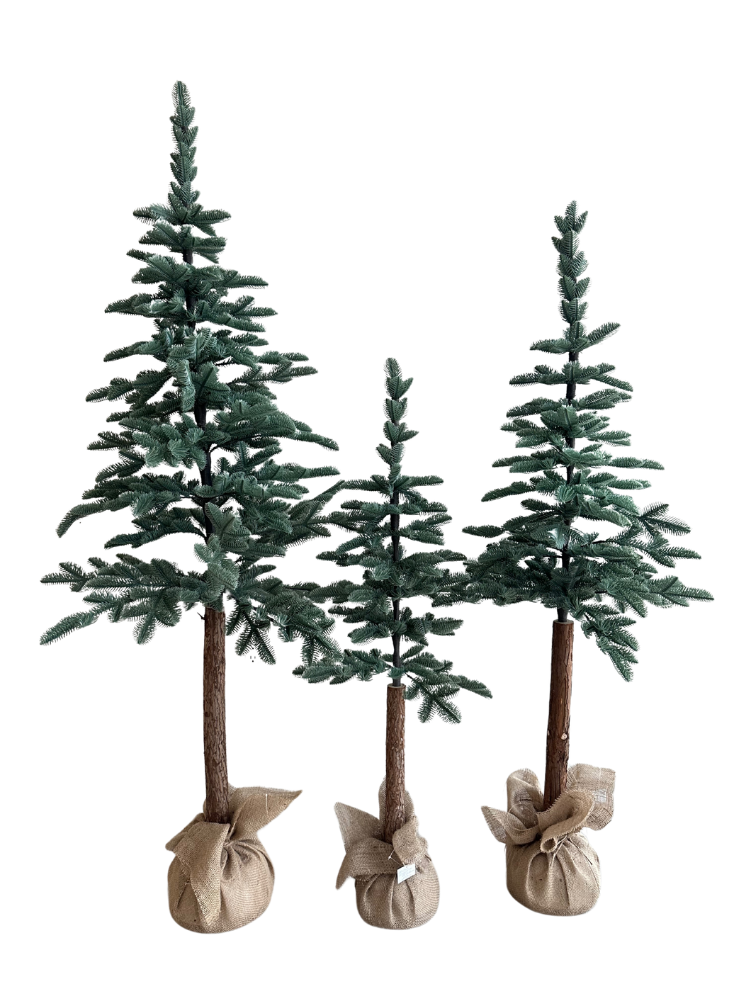 PINO ASPEN VERDE