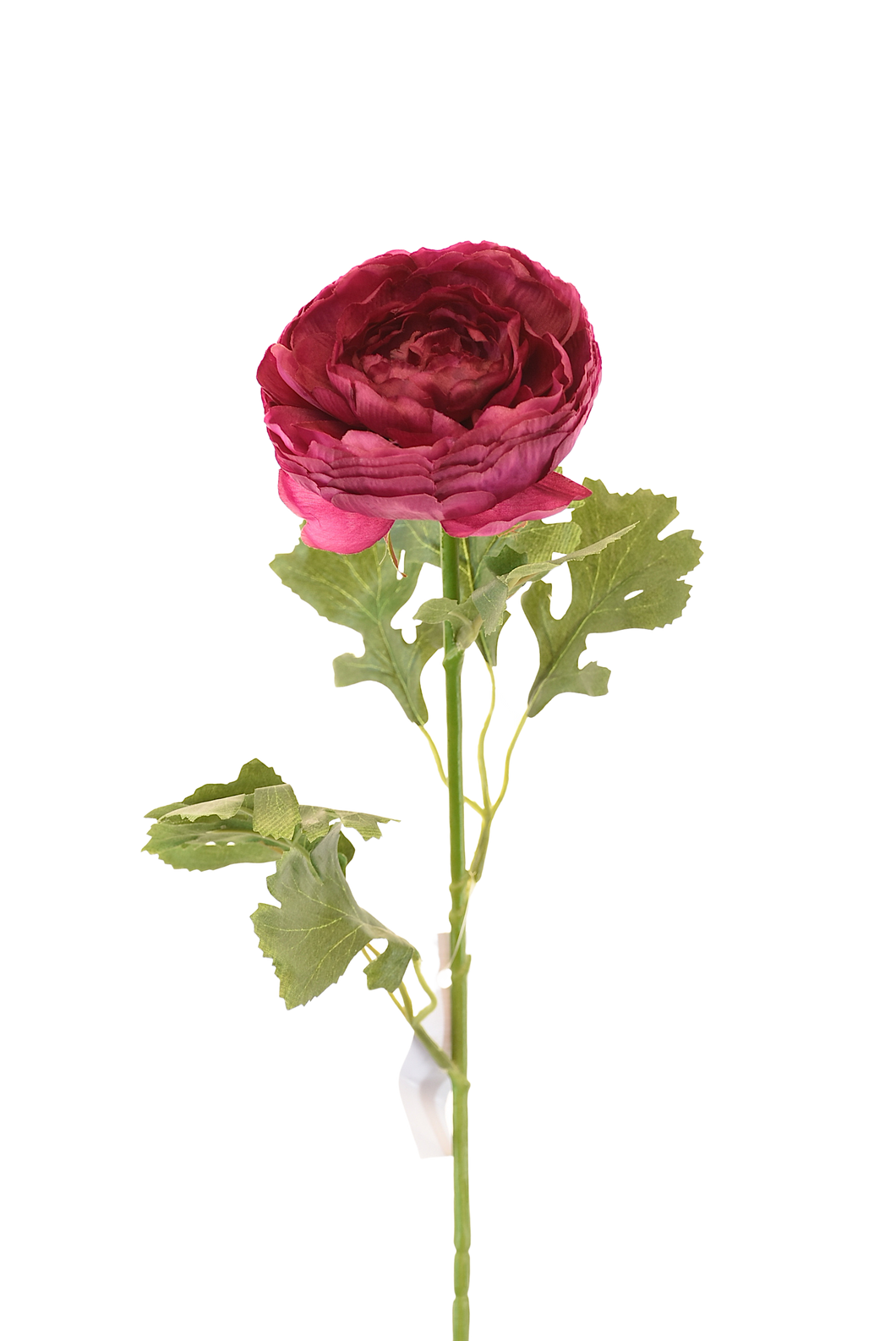 PEONIA ASIATICUS 68 CM