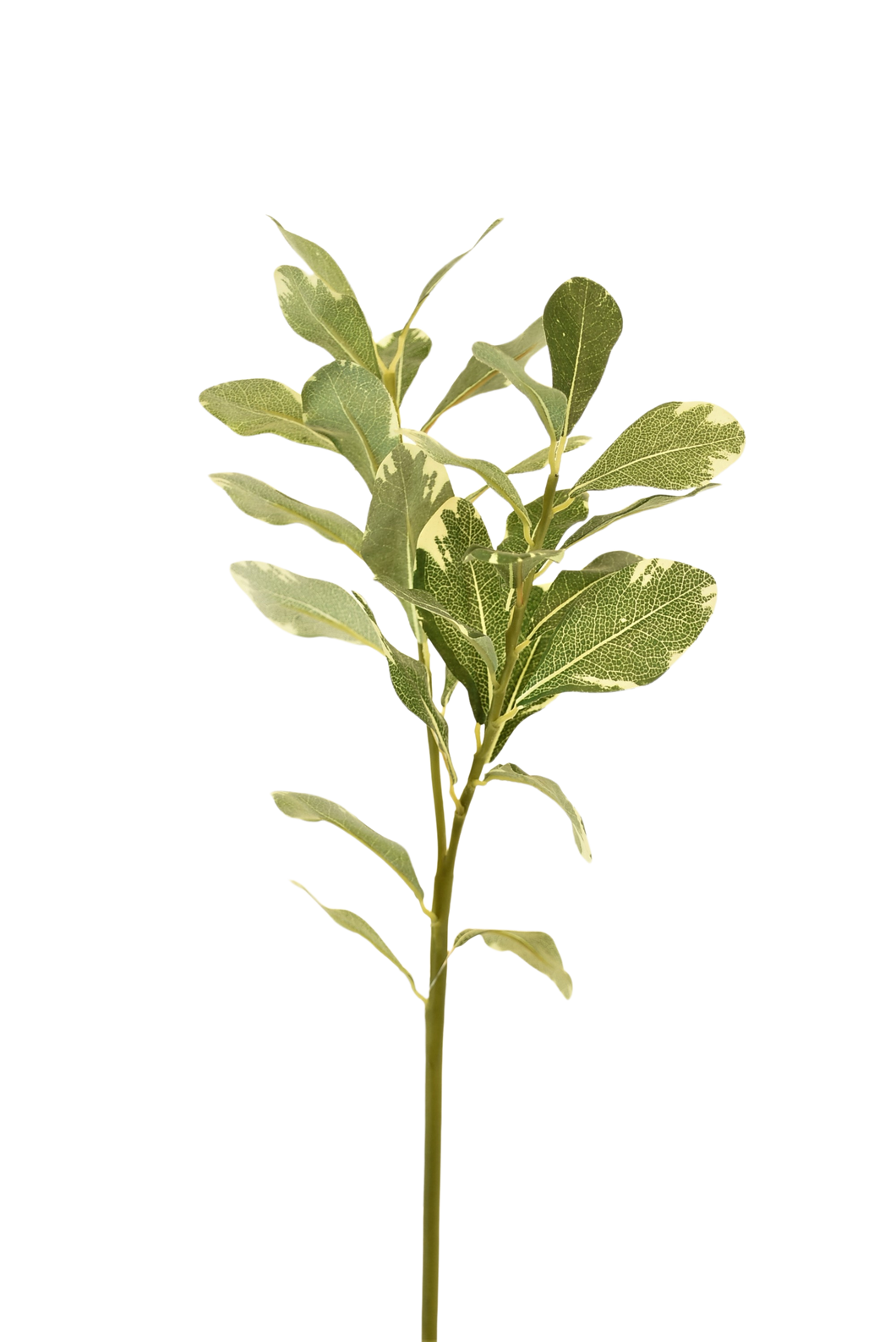 FOLLAJE SALVIA VERDE