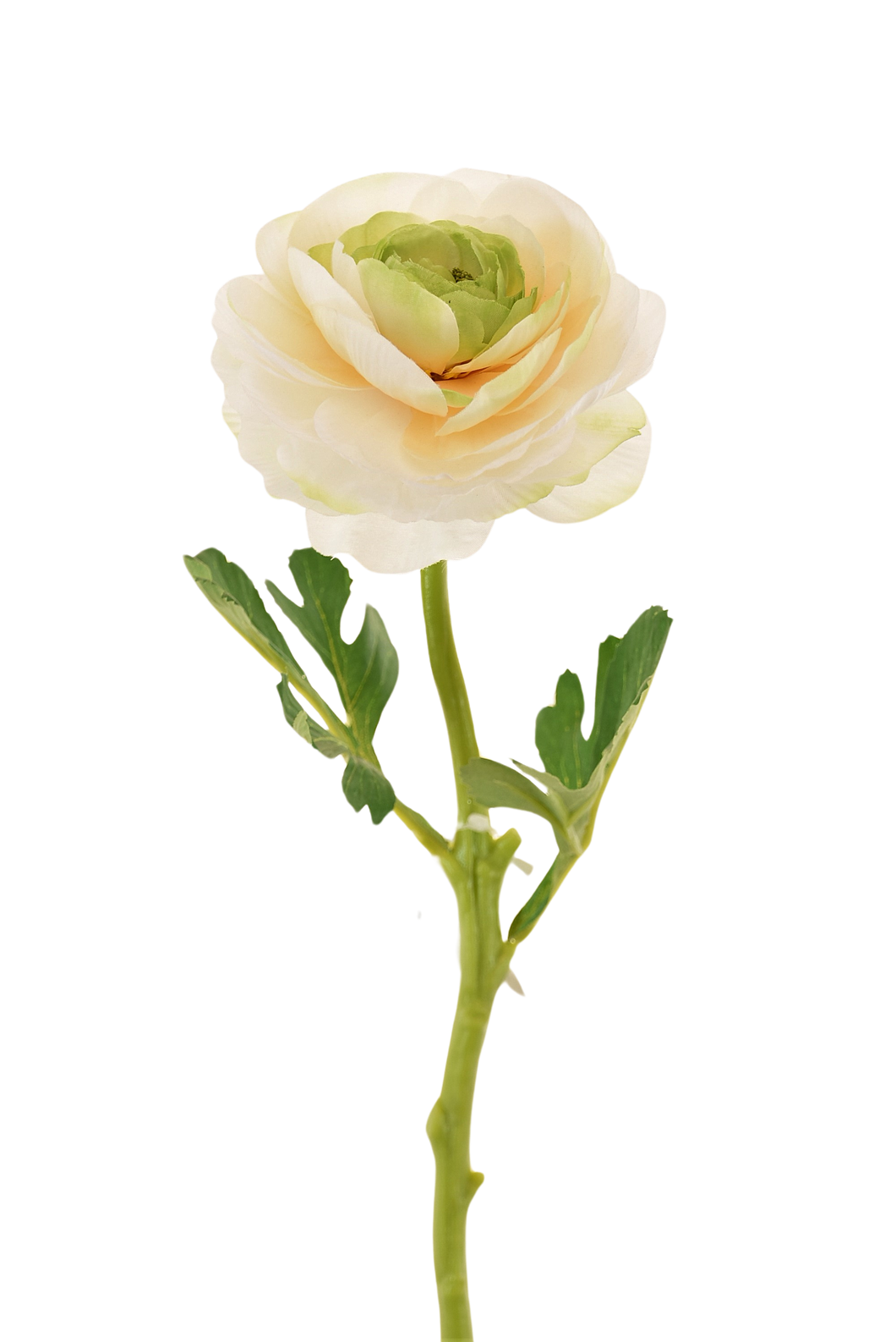 RANUCULUS SENCILLO 32 CM