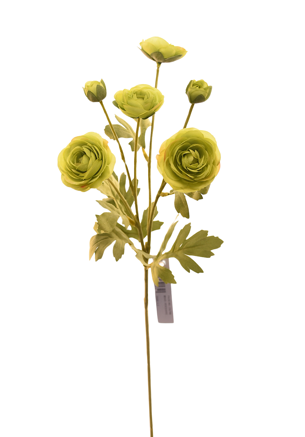 BUSH RANUNCULUS VERDE