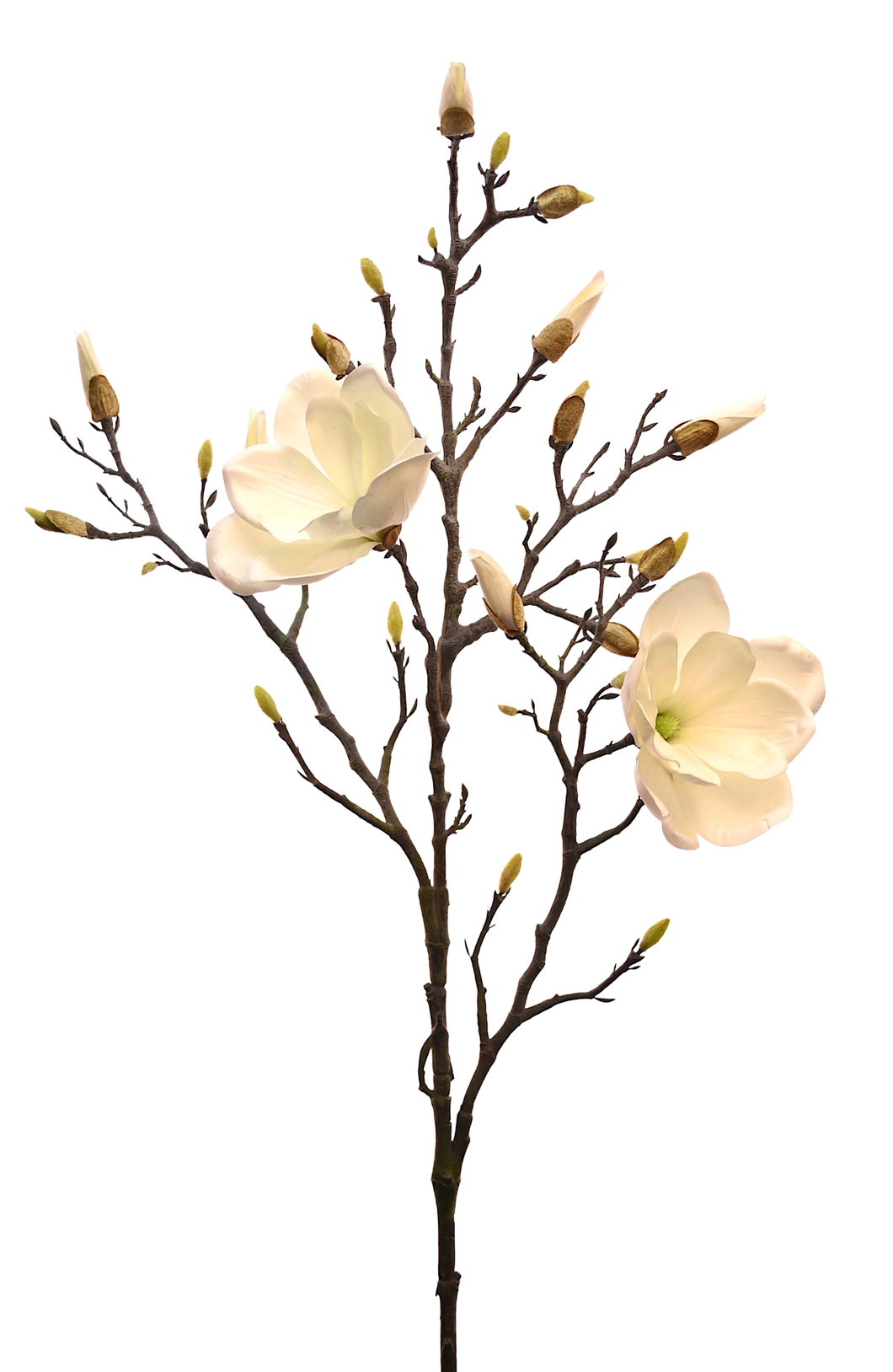 MANGOLIA BLANCA TOUCH