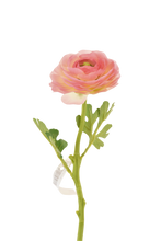 Cargar imagen en el visor de la galería, RANUCULUS SENCILLO 32 CM VERDE
