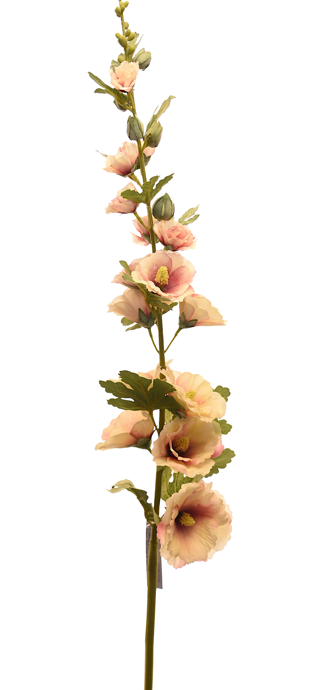 ALCEA CREMA