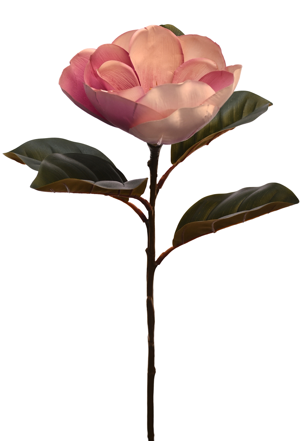 MAGNOLIA TOUCH GIGANTE ROSA