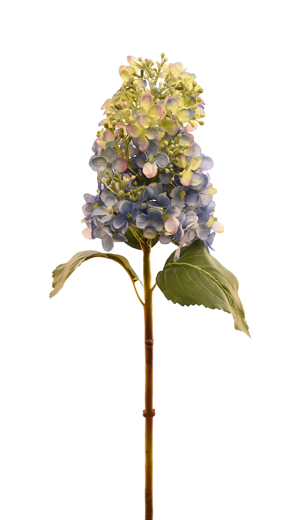 HORTENSIA CONO CHICA AZUL