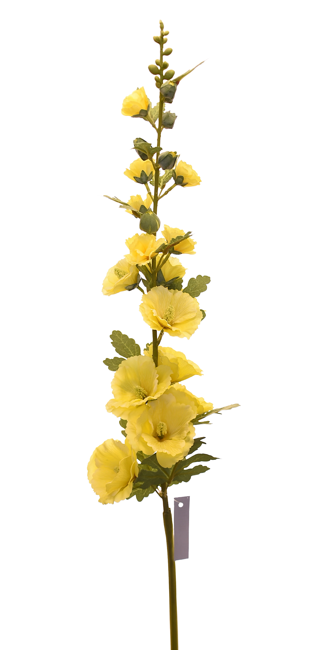 ALCEA AMARILLO