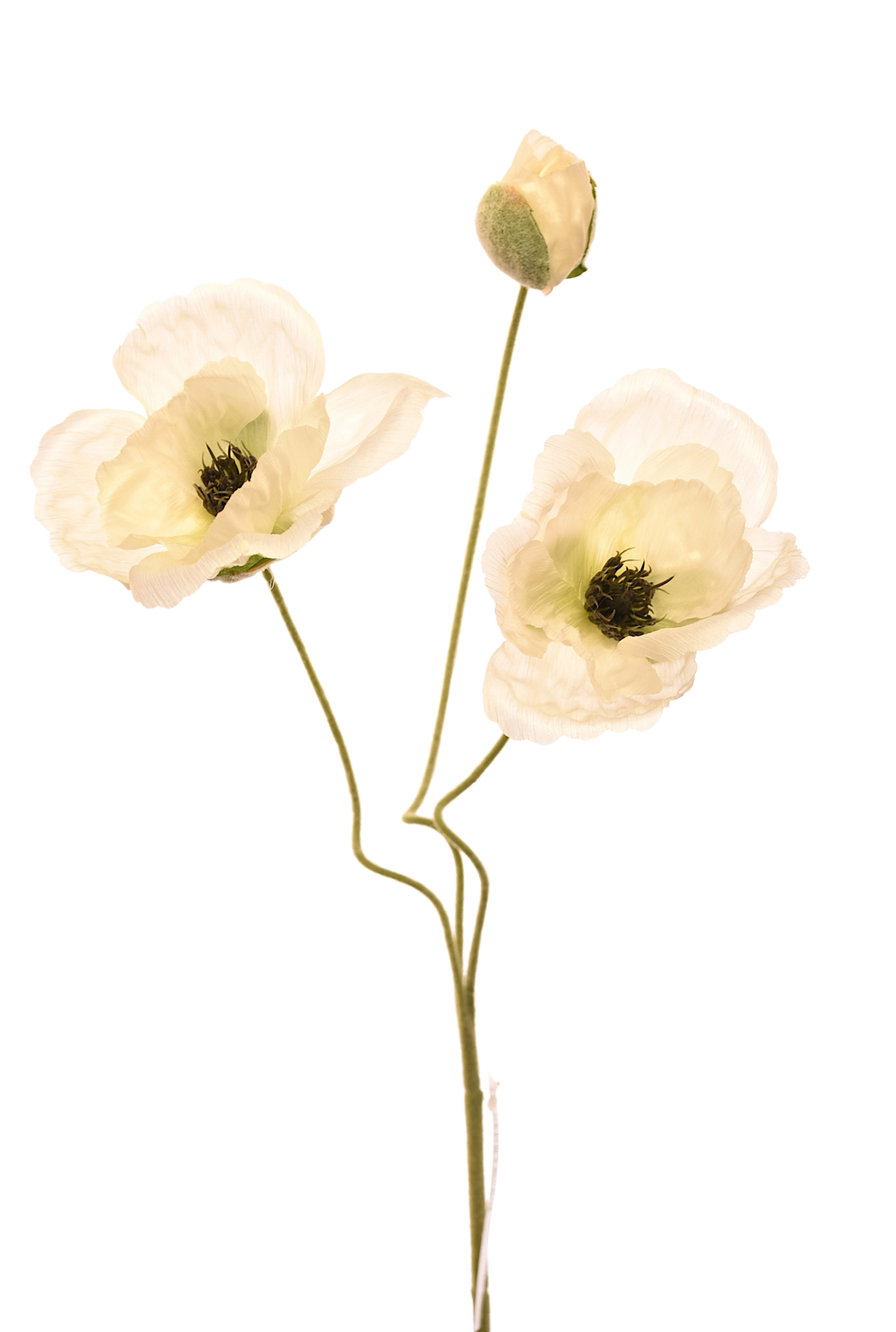 AMAPOLA BLANCA