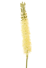 Cargar imagen en el visor de la galería, EREMURUS AMARILLO 115 CM
