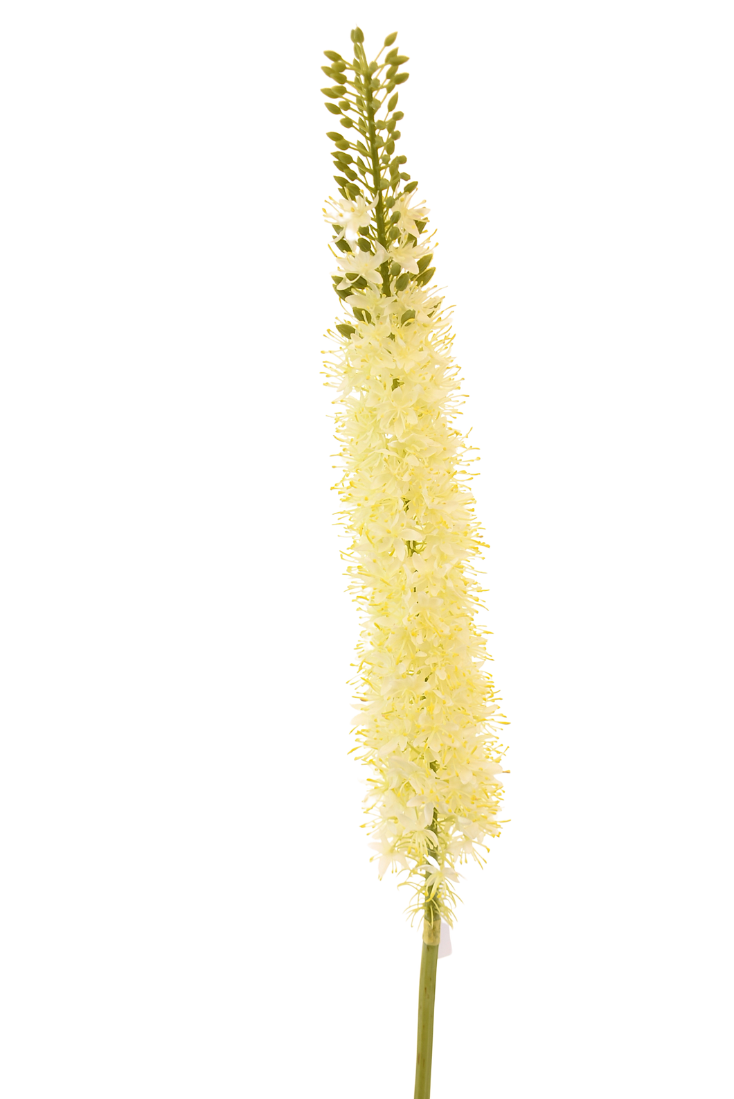 EREMURUS BLANCO 115 CM