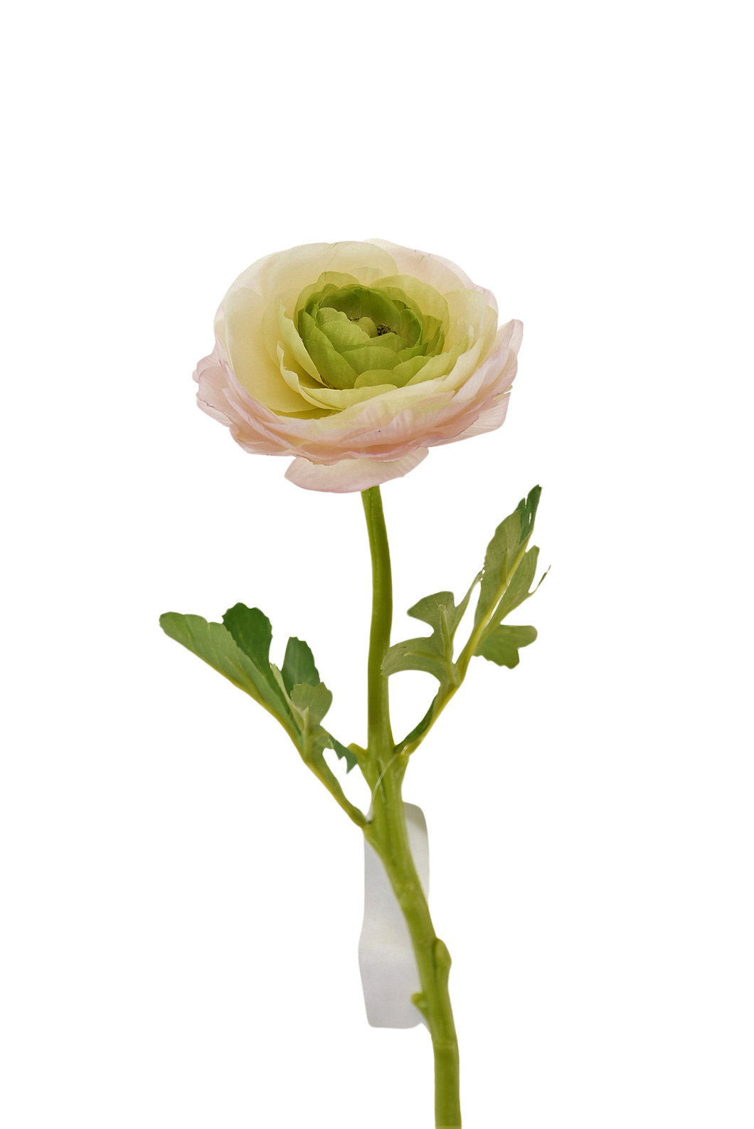 RANUCULUS SENCILLO 32 CM CREMA