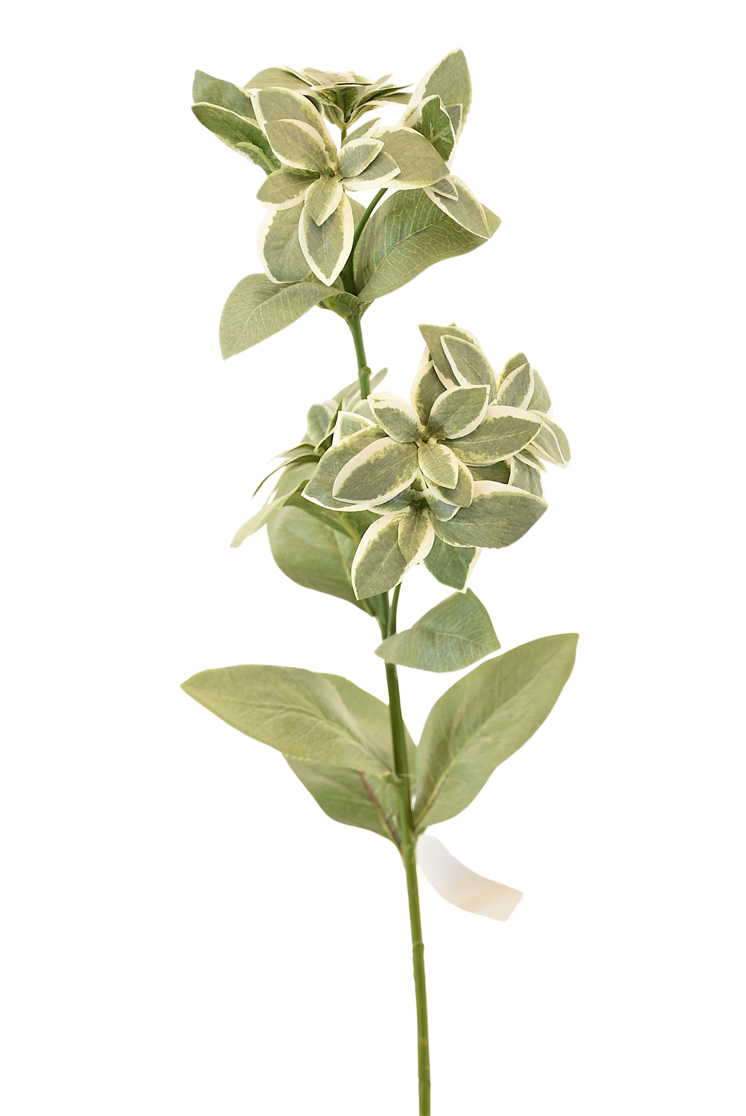 FOLLAJE EUPHORBIA BLANCA